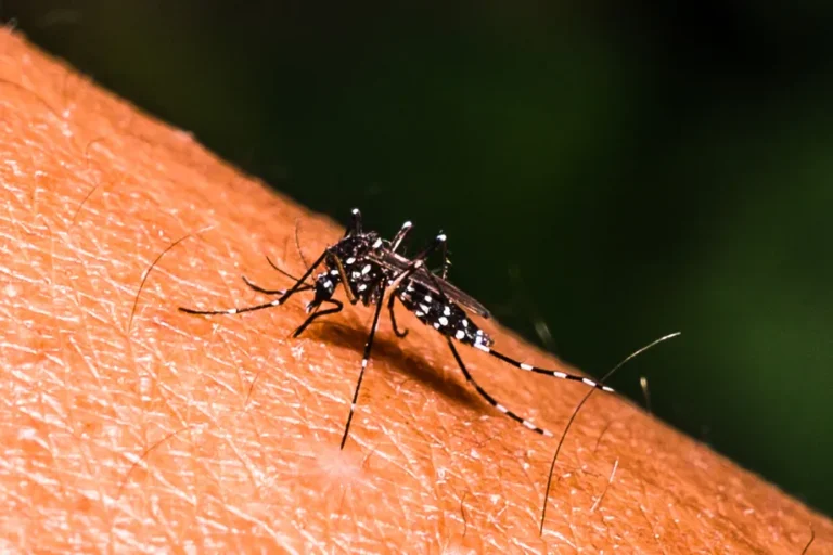 A dengue volta a alarmar a população brasileira