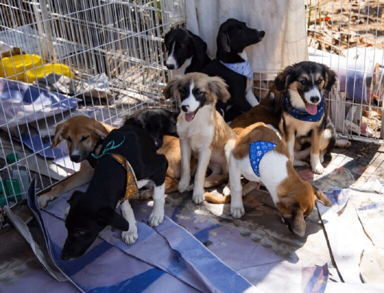 Cachorros que participaram de uma campanha e doação na Savassi, Região Centro-Sul de Belo Horizonte