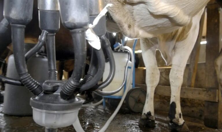 Processo de ordenha de vacas em fazenda no Brasil