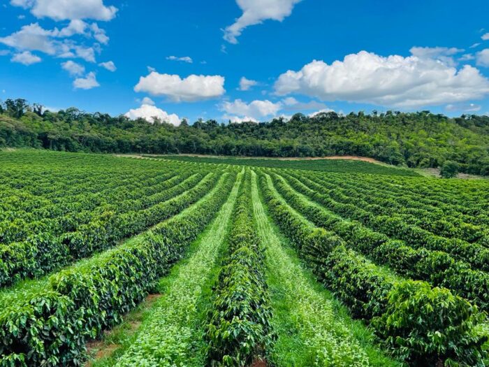 O Guima Café foi eleito o melhor grão do mundo pela prestigiada Illy