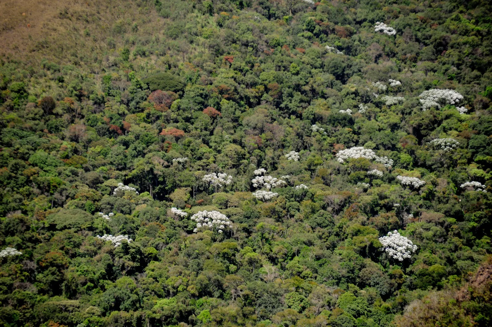 MG registra redução de 57% no desmatamento da Mata Atlântica em 2023, mostra novo estudo