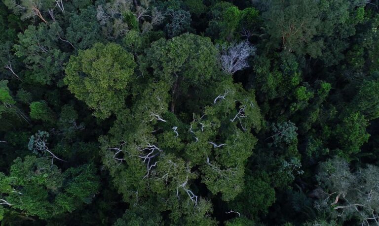 Servidores autorizavam de intervenções ambientais em áreas de preservação permanente sem a devida aprovação da Comissão Paritária. Foto: Agência Brasil