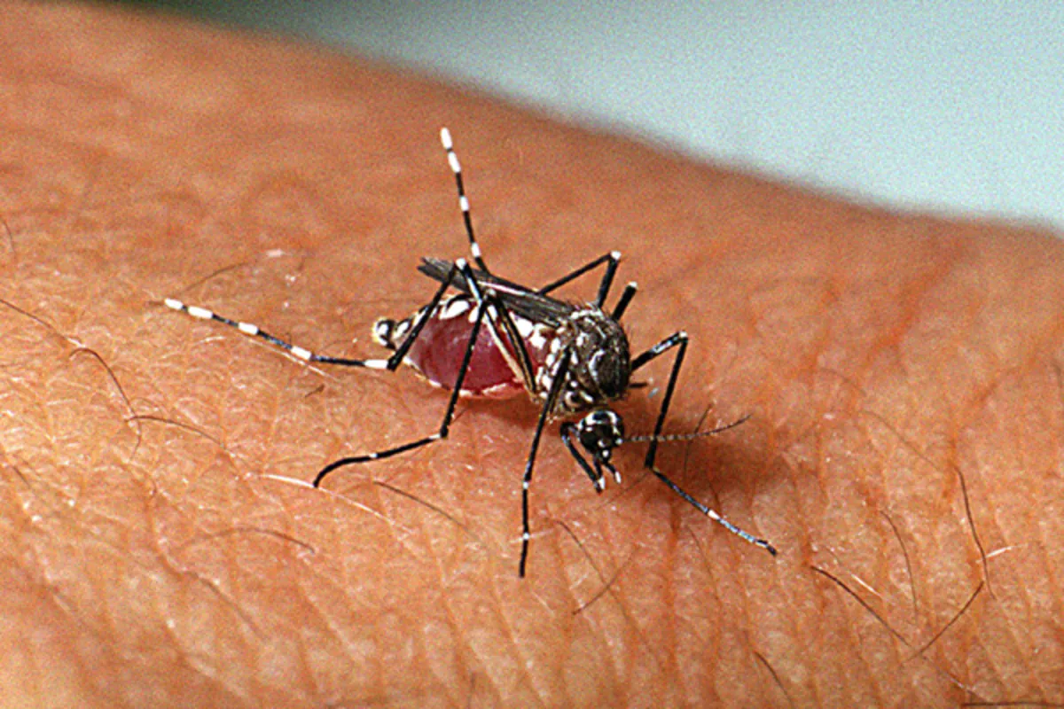 Mosquito 'Aedes aegypti'