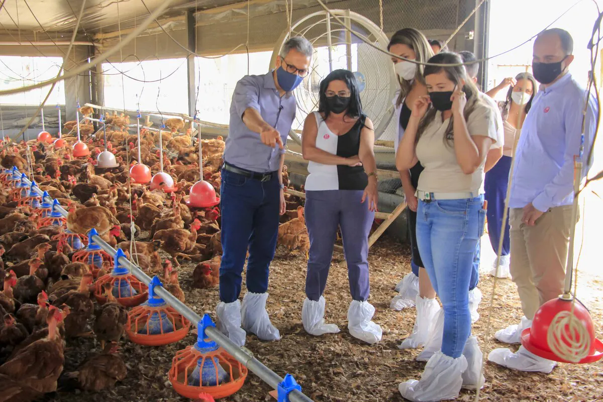 Zema em criação de frango e galinha