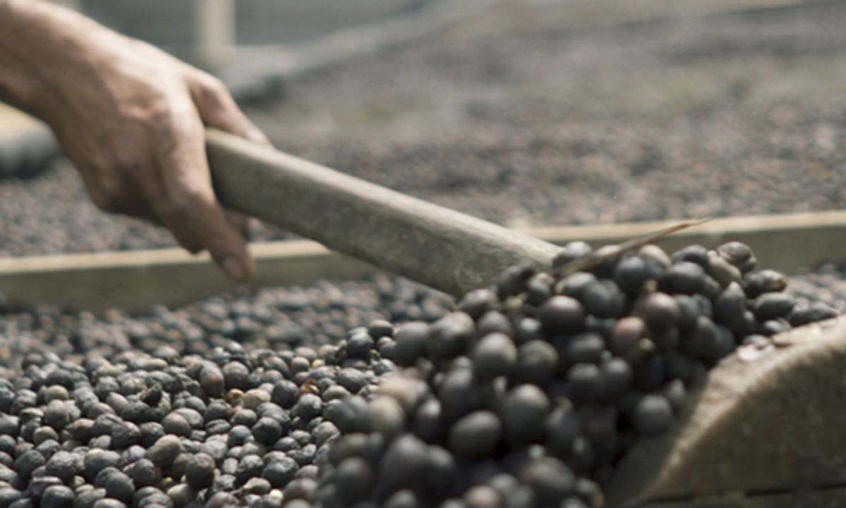 Foto mostra produção de café