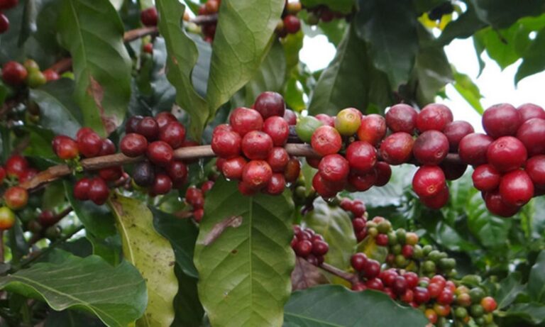 Foto mostra produção cafeeira