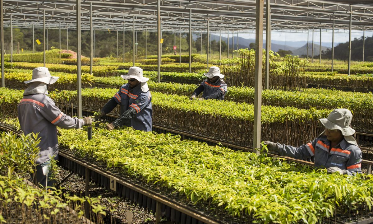 O viveiro de Mudas de Conceição do Mato Dentro