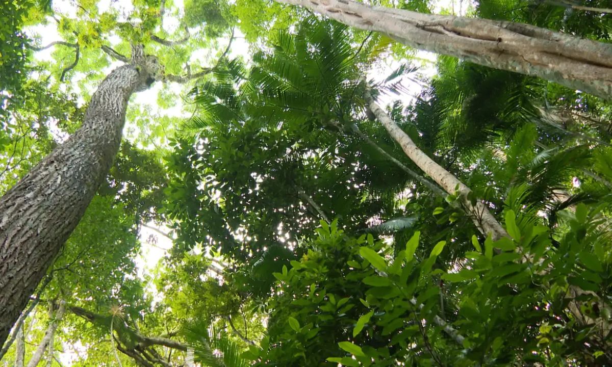 Foto mostra Mata Atlântica