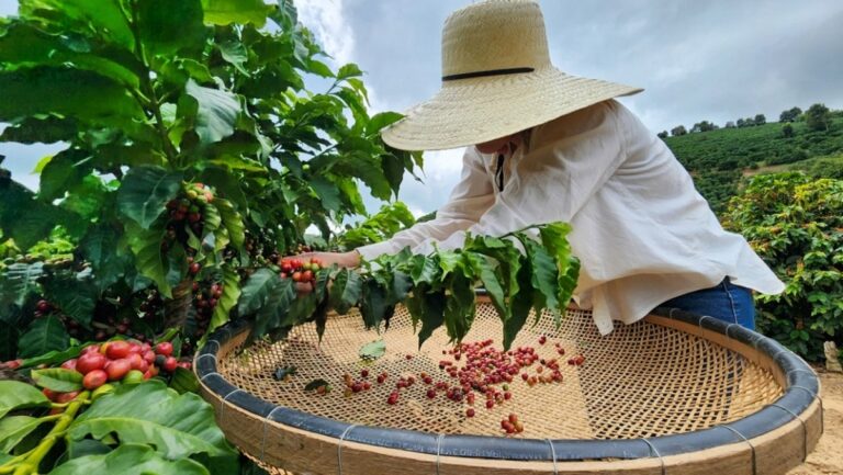 Colheita de café