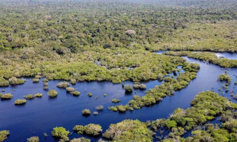 Foto da Floresta Amazônica