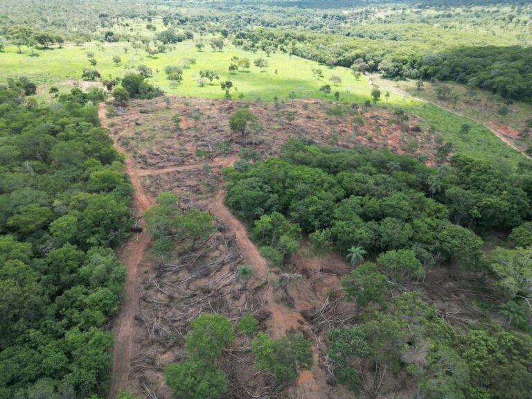 Desmatamento em Januária
