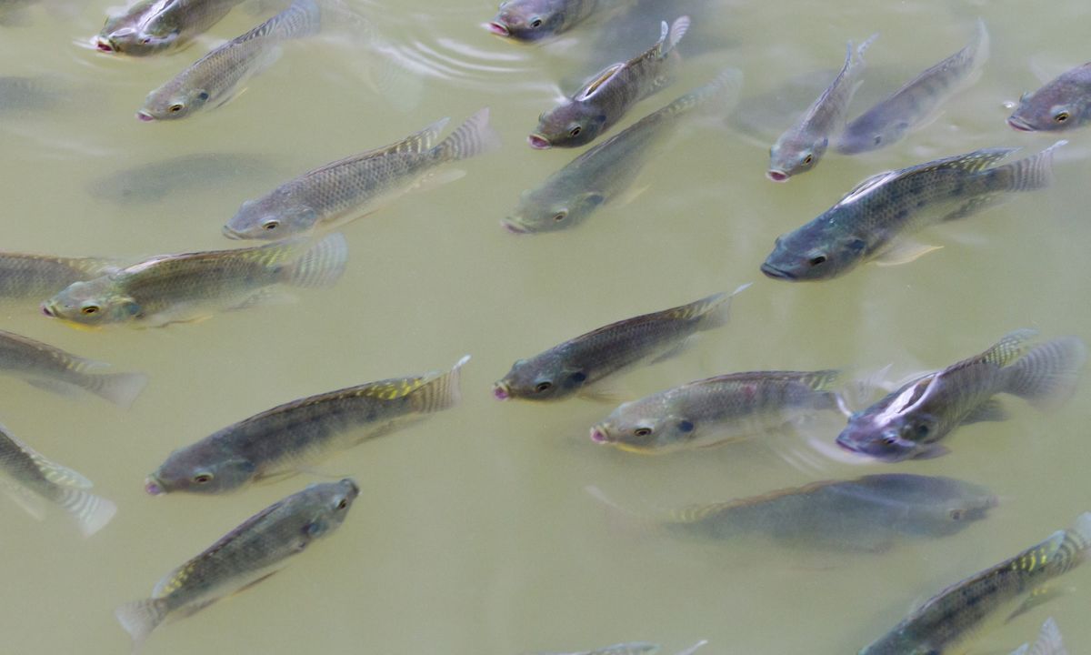 Cultivo de tilápia