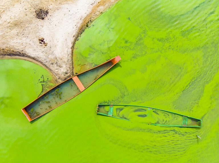 Foto vencedora do concurso de calendário 2024 da Organização Meteorológica Mundial mostra lago coberto por algas verdes em Sooretama (ES), consequência da lama do desastre de Mariana no Rio Doce