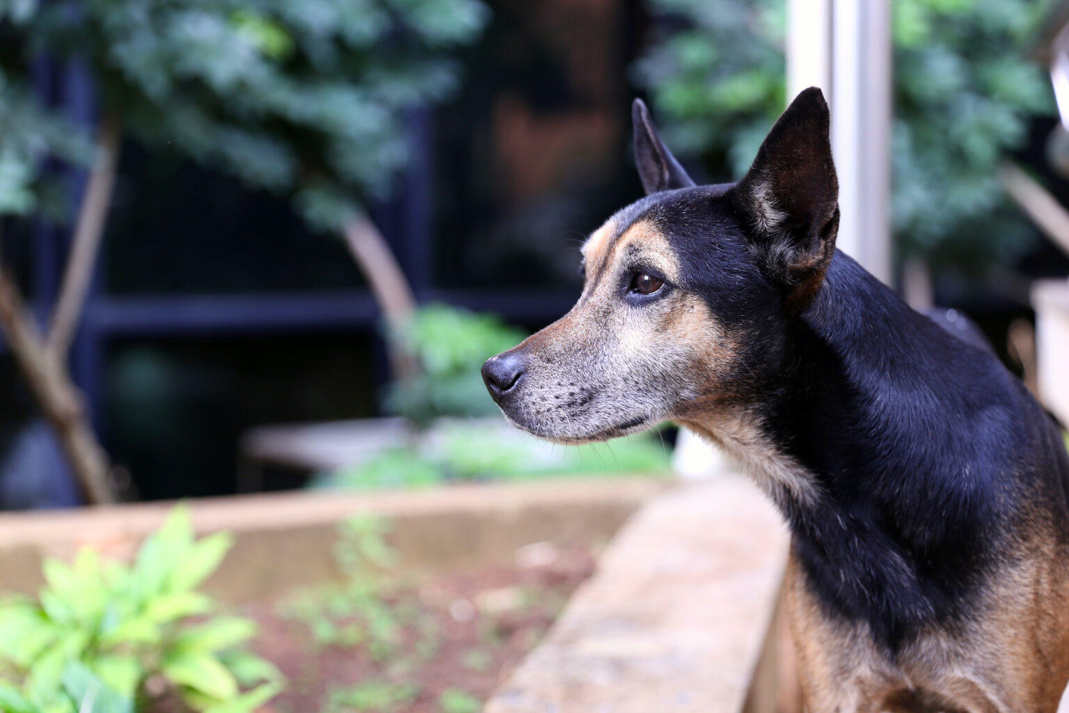 cachorro ilustra defesa da causa animal em bh