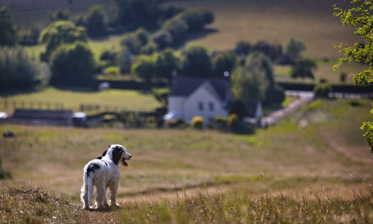 Cão observa paisagem
