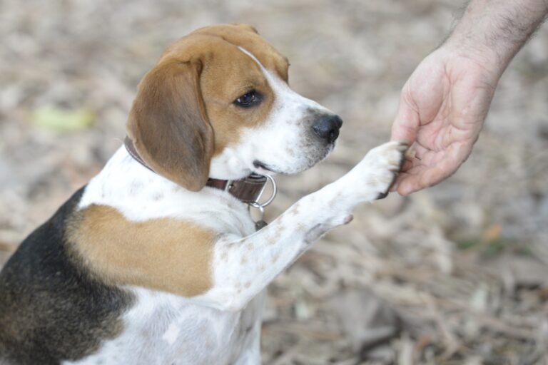 cachorro lindo